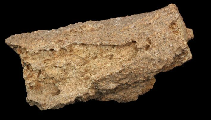 3" Fulgurite - "Petrified Lightening" For Sale (#40885) - FossilEra.com